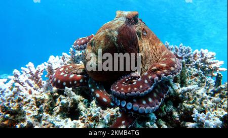 Großer blauer Tintenfisch (Octopus cyanea) Tintenfisch. Großer blauer Oktopus an den Roten Seerechten. Die Cyanea octopus, auch bekannt als Big Blue Octopus oder Tag. Stockfoto