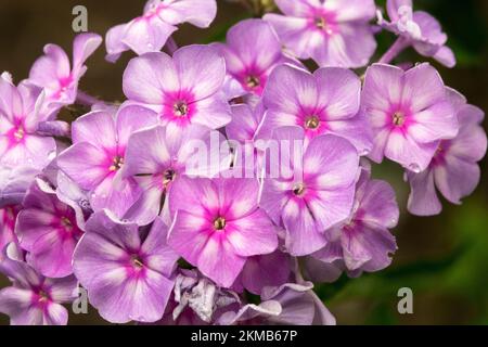 Pink, Garden Phlox paniculata 'Amethyst' blüht Stockfoto