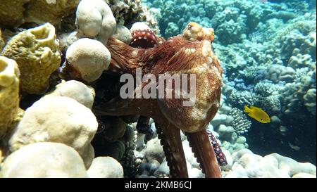 Großer blauer Tintenfisch (Octopus cyanea) Tintenfisch. Großer blauer Oktopus an den Roten Seerechten. Die Cyanea octopus, auch bekannt als Big Blue Octopus oder Tag. Stockfoto