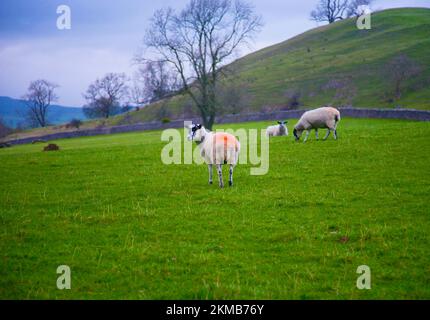 Ein hübsch aussehendes Schaf auf Pendle Hill, Lancashire, Großbritannien, Europa Stockfoto