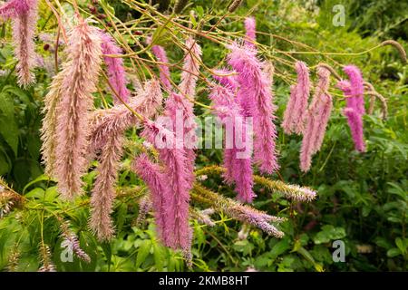 Japanischer Burnet, Sanguisorba obtusa, japanische Flaschenbürste, Pink, Blüten im Garten Stockfoto