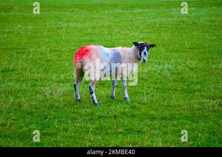 Ein hübsch aussehendes Schaf auf Pendle Hill, Lancashire, Großbritannien, Europa Stockfoto