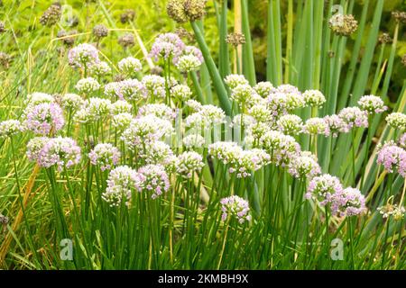 Allium Senescens, Garten, Kräuter, lockiger Schnittlauch, blühender Bergknoblauch, Deutscher Knoblauch-Schnittlauch-Garten Stockfoto