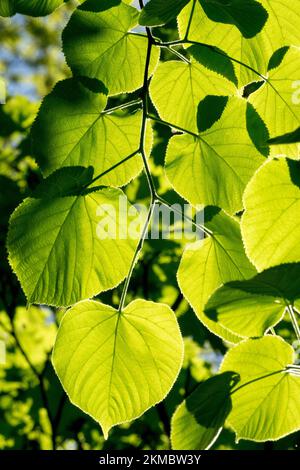 Limette, Sonnenlicht, Blätter, Tilia cordata, Sonnenschein, Von der Sonne erhellte kleinblättrige Limette, kleinblättrige Linde Stockfoto