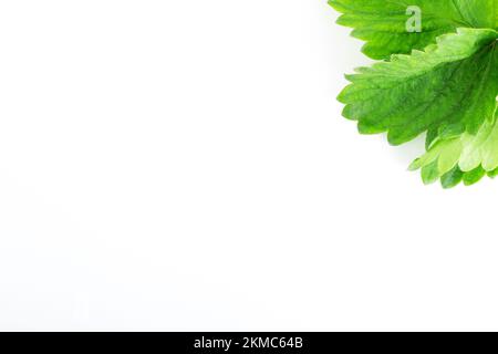 Einzelnes grünes Erdbeerblatt, isoliert auf weißem Hintergrund. Speicherplatz kopieren Stockfoto