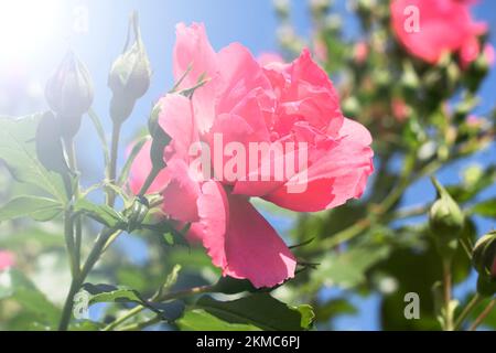 Busch einer rosa Rose an einem sonnigen Tag, vor dem blauen Himmel. Der Wind schüttelt die Äste einer rosa Rose. Rose Nahaufnahme. Stockfoto