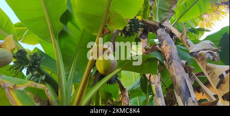 Grüne Bäume von Kokosnusspflanzen, Bananen und Platanen in freier Wildbahn Stockfoto