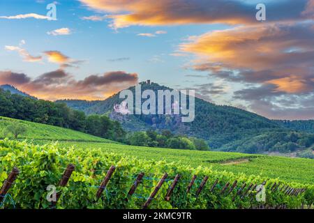 Ribeauville (Rappoltsweiler, Rappschwihr): Ruinen von 3 Burgen, Saint-Ulrich, Girsberg und Haut-Ribeaupierre, Elsass, Haut-Rhin (O Stockfoto