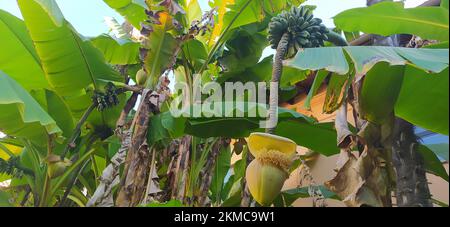 Grüne Bäume von Kokosnusspflanzen, Bananen und Platanen in freier Wildbahn Stockfoto