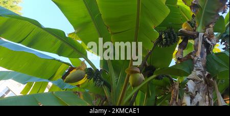 Grüne Bäume von Kokosnusspflanzen, Bananen und Platanen in freier Wildbahn Stockfoto