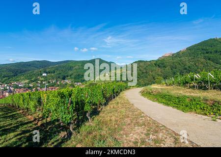 Ribeauville (Rappoltsweiler, Rappschwihr): Stadt Ribeauville (Rappoltsweiler, Rappschwihr), Weinberge, Ruinen von 3 Burgen, Saint-Ulrich, Girsberg und H. Stockfoto