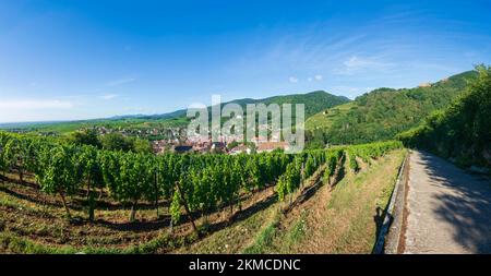 Ribeauville (Rappoltsweiler, Rappschwihr): Stadt Ribeauville (Rappoltsweiler, Rappschwihr), Weinberge, Ruinen von 3 Burgen, Saint-Ulrich, Girsberg und H. Stockfoto