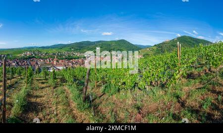 Ribeauville (Rappoltsweiler, Rappschwihr): Stadt Ribeauville (Rappoltsweiler, Rappschwihr), Weinberge, Ruinen von 3 Burgen, Saint-Ulrich, Girsberg und H. Stockfoto