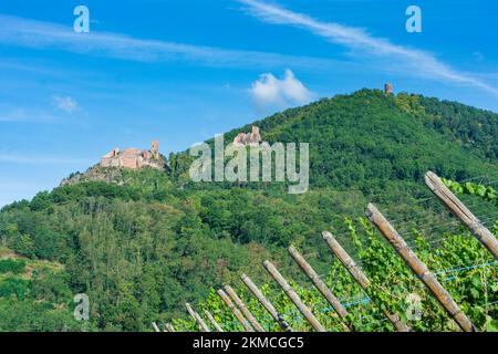 Ribeauville (Rappoltsweiler, Rappschwihr): Ruinen von 3 Burgen, Saint-Ulrich, Girsberg und Haut-Ribeaupierre, Elsass, Haut-Rhin (O Stockfoto