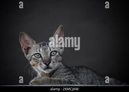 Eine orientalische Makrele (Felis catus), die auf einem dunklen Hintergrund sitzt und sich umsieht Stockfoto
