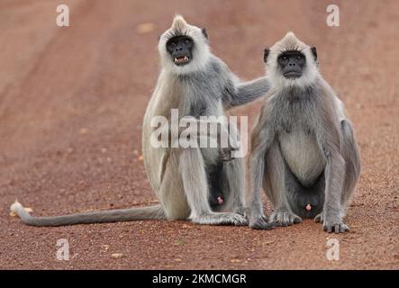Hanuman Langur (Semnopithecus entellus) zwei junge Männer, die auf der Strecke Bundala NP, Sri Lanka, sitzen Dezember Stockfoto