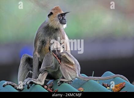 Hanuman Langur (Semnopithecus entellus), weiblich und jung, entspannt auf dem Dach, jung, spielend mit Blättern Sri Lankas Dezember Stockfoto