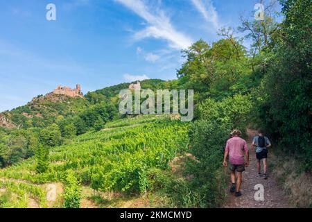 Ribeauville (Rappoltsweiler, Rappschwihr): Ruinen von 3 Schlössern, Saint-Ulrich, Girsberg und Haut-Ribeaupierre, Wanderer im Elsass, Haut-Rhin (Ober Stockfoto