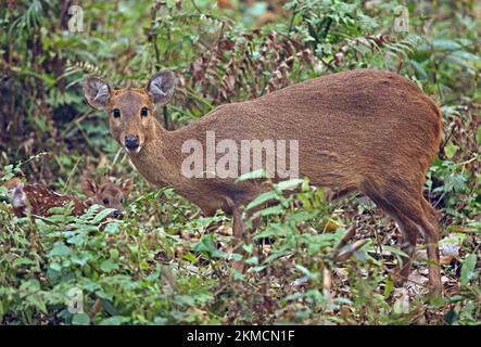 Schweinshirsch (Axis porcinus porcinus), weiblich mit jungen Flossen, Kazaringa NP, Assam, Indien Januar Stockfoto