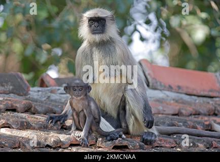 Hanuman Langur (Semnopithecus entellus), weiblich und Kleinkind auf dem Dach von Gujarat, Indien November Stockfoto