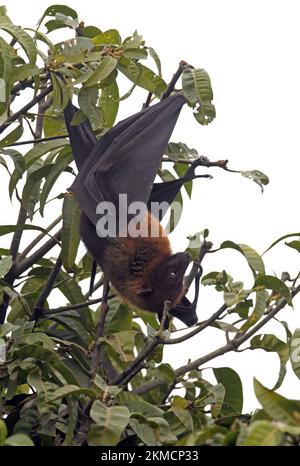 Indischer Flying Fox (Pteropus giganteus), Erwachsener bei Roost Nepal Februar Stockfoto
