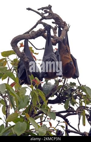 Indischer Flying Fox (Pteropus giganteus), drei Heuernte im Baumkronen-Nepal Februar Stockfoto
