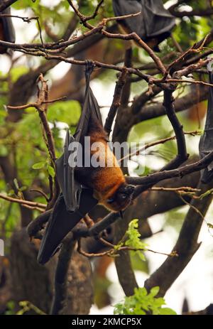 Indischer Flying Fox (Pteropus giganteus), männlich auf dem Dach, der sich über Sri Lanka erstreckt Dezember Stockfoto