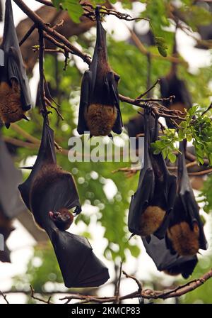 Indischer Flying Fox (Pteropus giganteus), Erwachsene, die mit einem Waschflügel in Sri Lanka schlafen Dezember Stockfoto