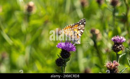 Eine Nahaufnahme eines gemalten weiblichen Schmetterlings, Vanessa cardui auf einer lila Distel auf einem Feld Stockfoto