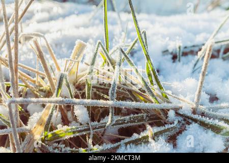 Frostbedecktes Gras bei Sonnenaufgang in Dänemark Stockfoto