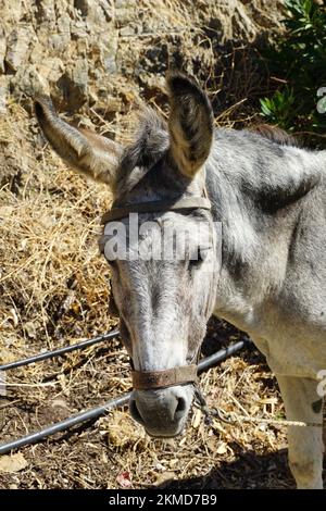 Esel, Hausesel, Equus africanus asinus, háziszamár, Kreta, Griechenland, Europa Stockfoto