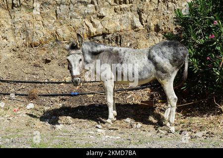 Esel, Hausesel, Equus africanus asinus, háziszamár, Kreta, Griechenland, Europa Stockfoto