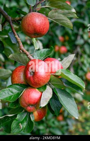 Rote Cider-Äpfel in einem Obstgarten in der Nähe von Burrow Hill auf den Somerset-Ebenen Stockfoto