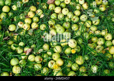 Reife Apfeläpfel in der Nähe von Burrow Hill Cider auf den Somerset Levels Stockfoto