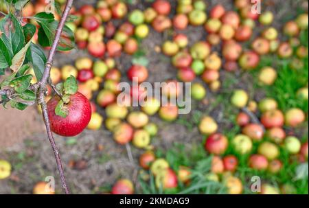 Reife Apfeläpfel in der Nähe von Burrow Hill Cider auf den Somerset Levels Stockfoto