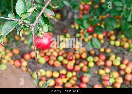 Reife Apfeläpfel in der Nähe von Burrow Hill Cider auf den Somerset Levels Stockfoto