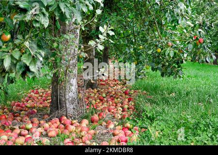 Reife Apfeläpfel in der Nähe von Burrow Hill Cider auf den Somerset Levels Stockfoto