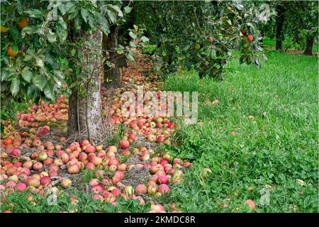 Reife Apfeläpfel in der Nähe von Burrow Hill Cider auf den Somerset Levels Stockfoto