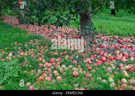 Reife Apfeläpfel in der Nähe von Burrow Hill Cider auf den Somerset Levels Stockfoto