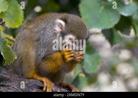 Nahaufnahme eines süßen kleinen Affen, der ein Stück Obst mit beiden Händen hält und isst und süß kaut, wie ein freundliches Tierporträt eines Menschen Stockfoto