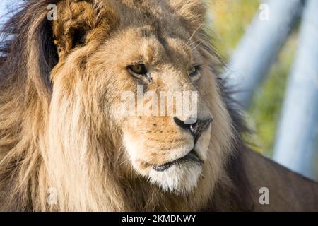 Nahaufnahme eines großen erwachsenen Löwen mit mächtiger Mähne, die von der diagonalen Vorderseite aus gesehen wird, wie ein beeindruckendes Tierportrait einer großen Katze eines gefährlichen großen Wildtieres Stockfoto