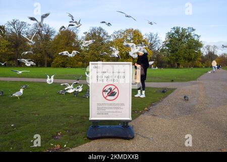 Ein Besucher füttert die Vögel neben einem Schild mit der Aufschrift „Bitte füttern Sie die Vögel nicht“, das vor einem Ausbruch der Vogelgrippe im Round Pound in Kensington Gardens warnt. Trotz der auffälligen Anzeichen füttern die Menschen die Vögel weiter, was sie ermutigt, sich zu gruppieren, was die Wahrscheinlichkeit der Ausbreitung des Virus erhöht. Stockfoto