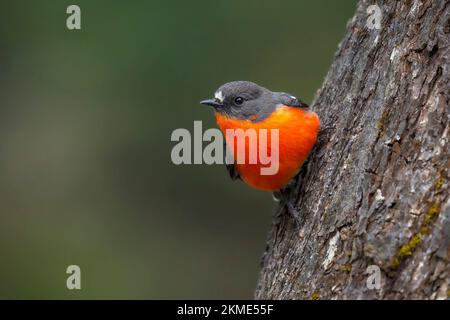 Ein männlicher Flame Robin in Thredbo in der australischen A. Stockfoto