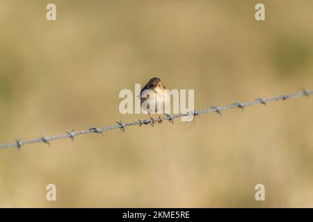 Goldköpfige Cisticola sitzt auf einem Zaun im Jerrabomberra Feuchtgebiet Stockfoto