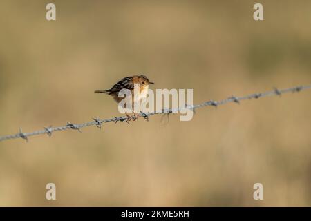 Die goldköpfige Cisticola sitzt auf einem Zaun Stockfoto