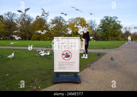 London, Großbritannien. 26.. November 2022. Ein Besucher füttert die Vögel neben einem Schild mit der Aufschrift „Bitte füttern Sie die Vögel nicht“, das vor einem Ausbruch der Vogelgrippe im Round Pound in Kensington Gardens warnt. Trotz der auffälligen Anzeichen füttern die Menschen die Vögel weiter, was sie ermutigt, sich zu gruppieren, was die Wahrscheinlichkeit der Ausbreitung des Virus erhöht. (Kreditbild: © Vuk Valcic/SOPA Bilder über ZUMA Press Wire) Stockfoto