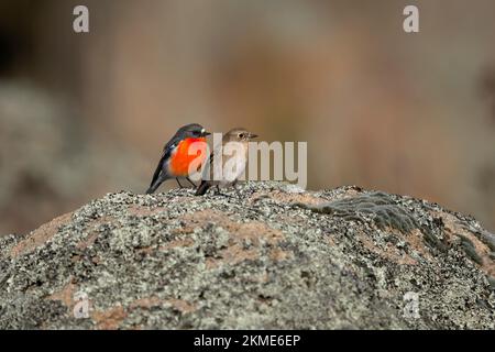Männliche und weibliche Flame Robins im südlichen Namadgi-Nationalpark Stockfoto
