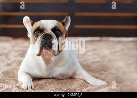 Die französische Bulldogge wartet und bettelt, mit dem Besitzer spazieren zu gehen, sitzt oder liegt auf der Matte. Hündchen mit französischer Bulldogge, posiert vor der Kamera und schaut. Hochwertiges Foto. Stockfoto