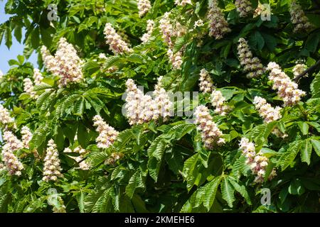 Weiße Blumen aus blühendem Rosskastanienbaum Stockfoto