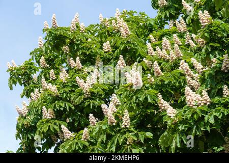 Weiße Blumen aus blühendem Rosskastanienbaum Stockfoto